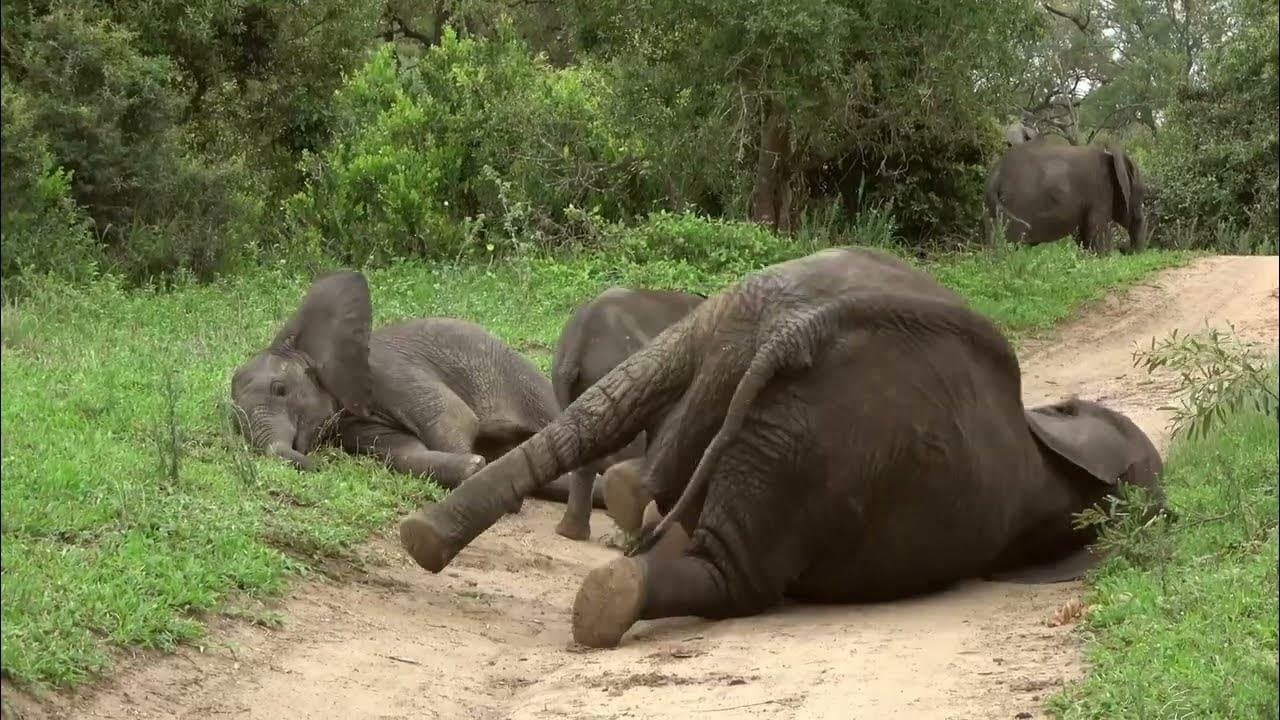 Backdrop – Tierisch high