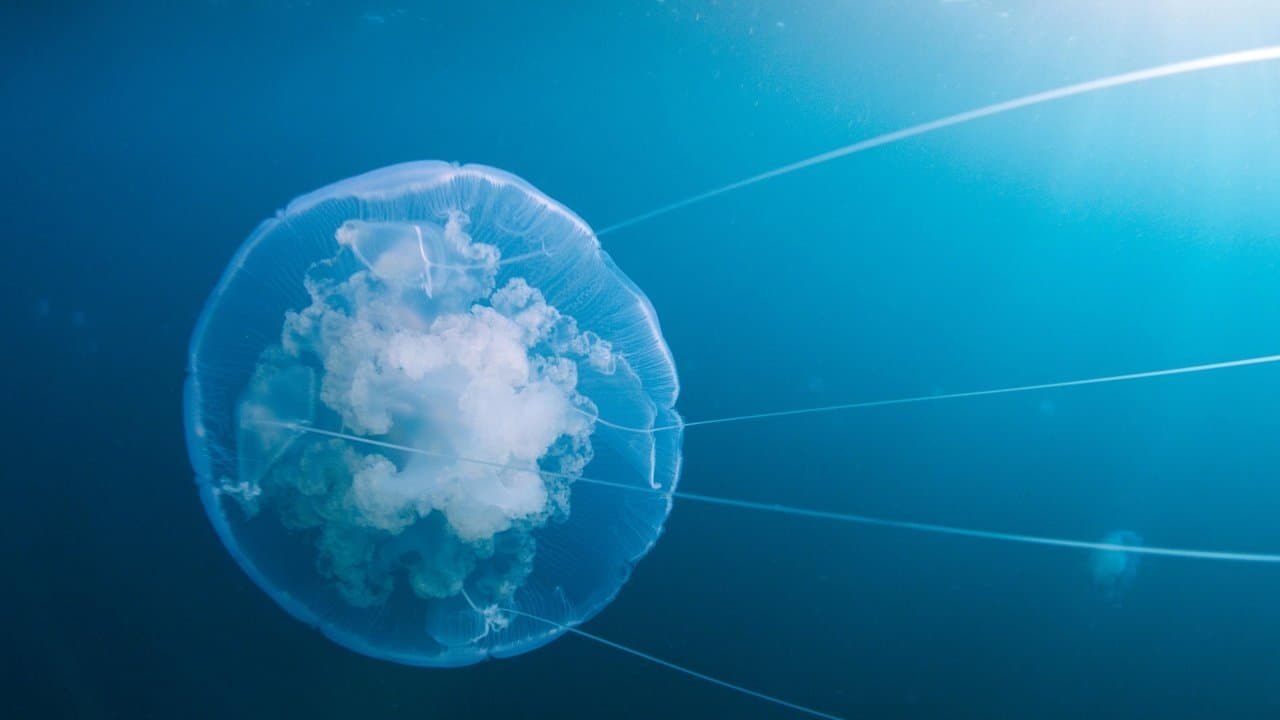 Backdrop – Voyage of Time: Life's Journey