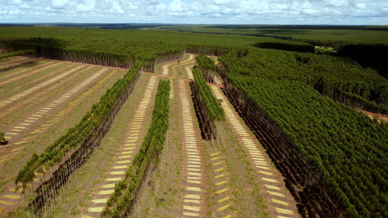 Backdrop – Retten Bäume den Planeten