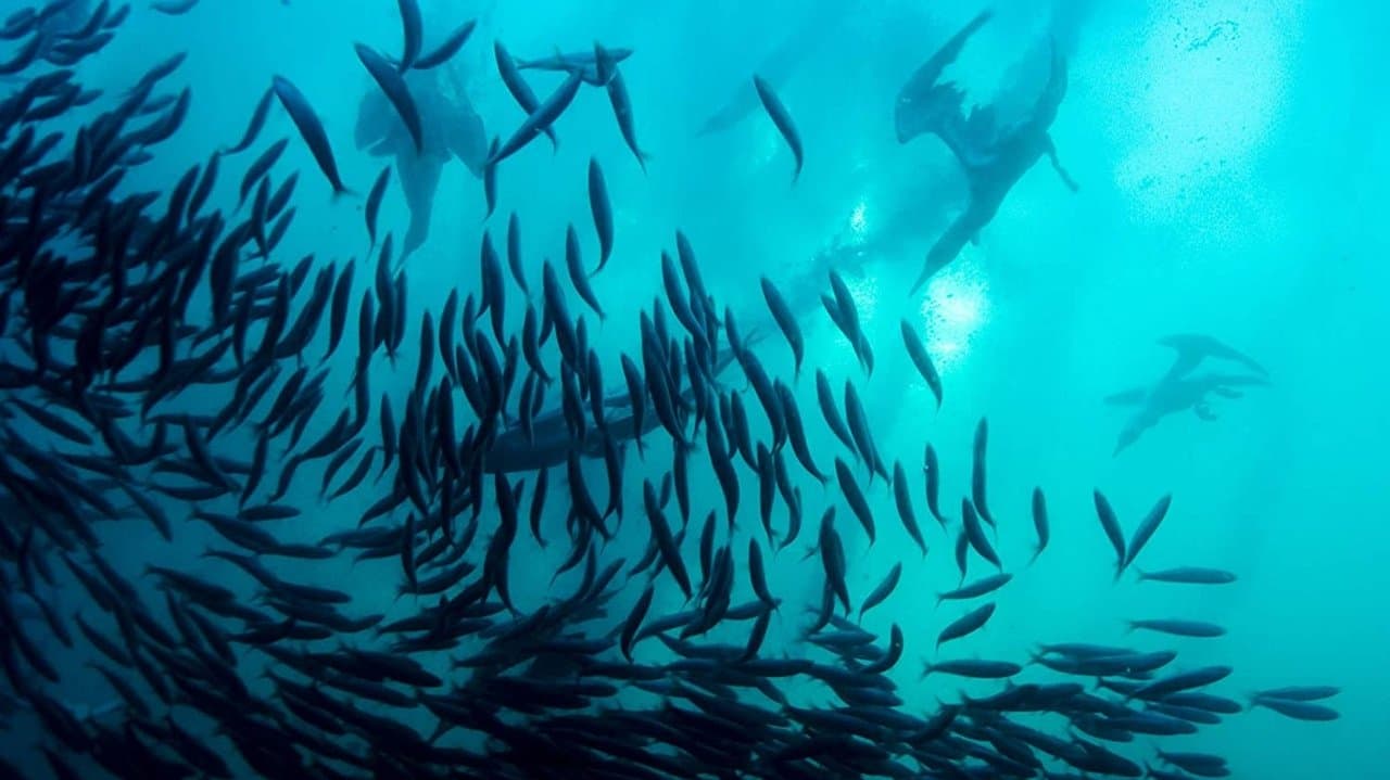 Backdrop – IMAX: Wild Ocean 3D - Überlebenskampf unter Wasser