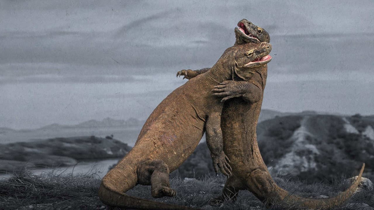 Backdrop – Komodo Dragon Fight!