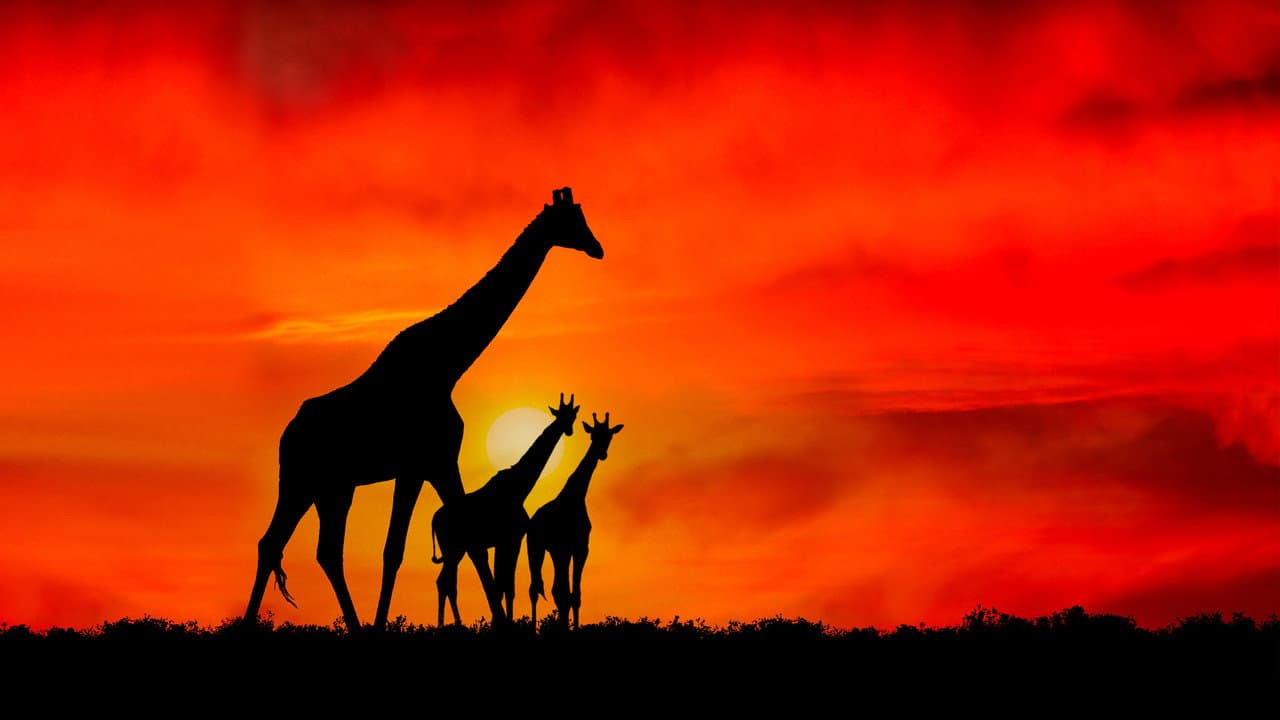 Backdrop – Giraffe: African Giant