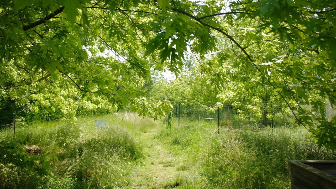 Backdrop – La Picasso Food Forest