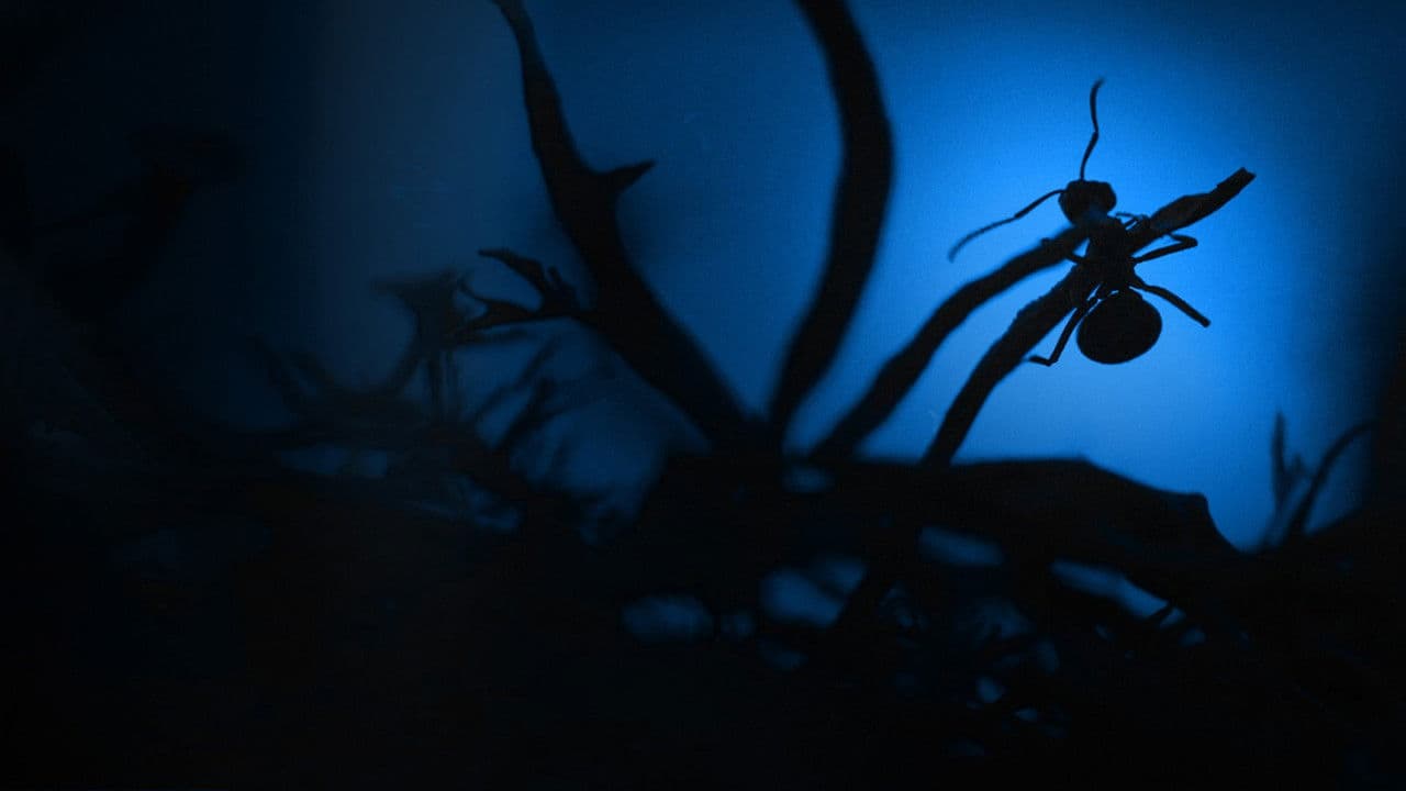 Backdrop – Le Royaume des fourmis