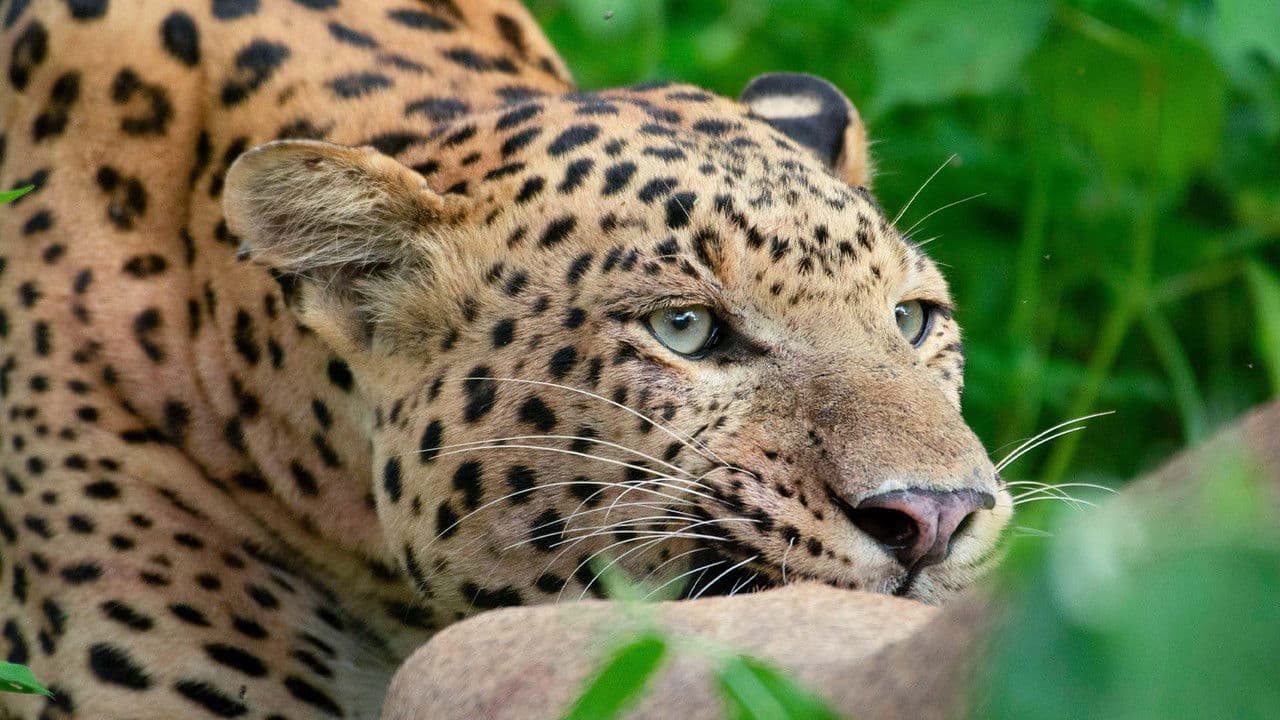 Backdrop – Leopard Dynasty – The Rise of Rana