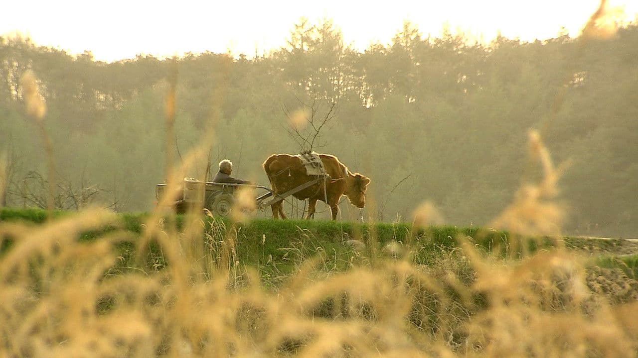 Backdrop – 워낭소리