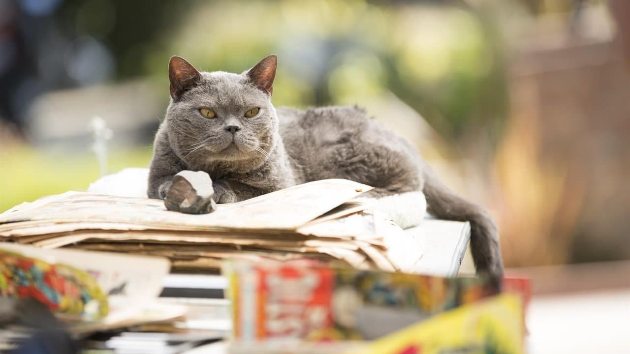 Backdrop – Murder of a Cat