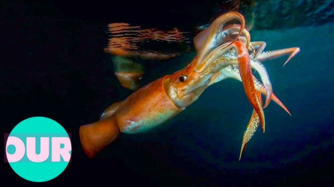 Backdrop – The Truth About Killer Squid
