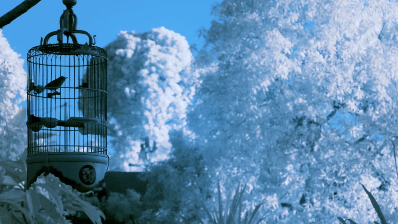 Backdrop – Idak-Idak-Idak