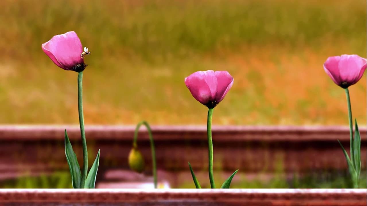 Backdrop – Living a Different Life