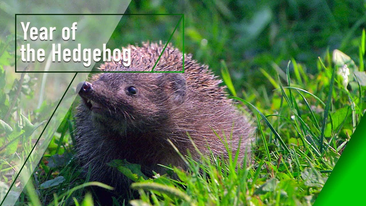 Backdrop – Year of the Hedgehog