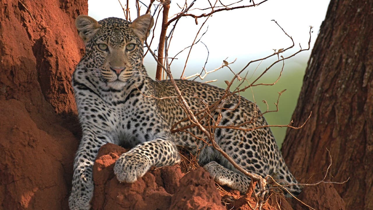 Backdrop – Surviving the Serengeti