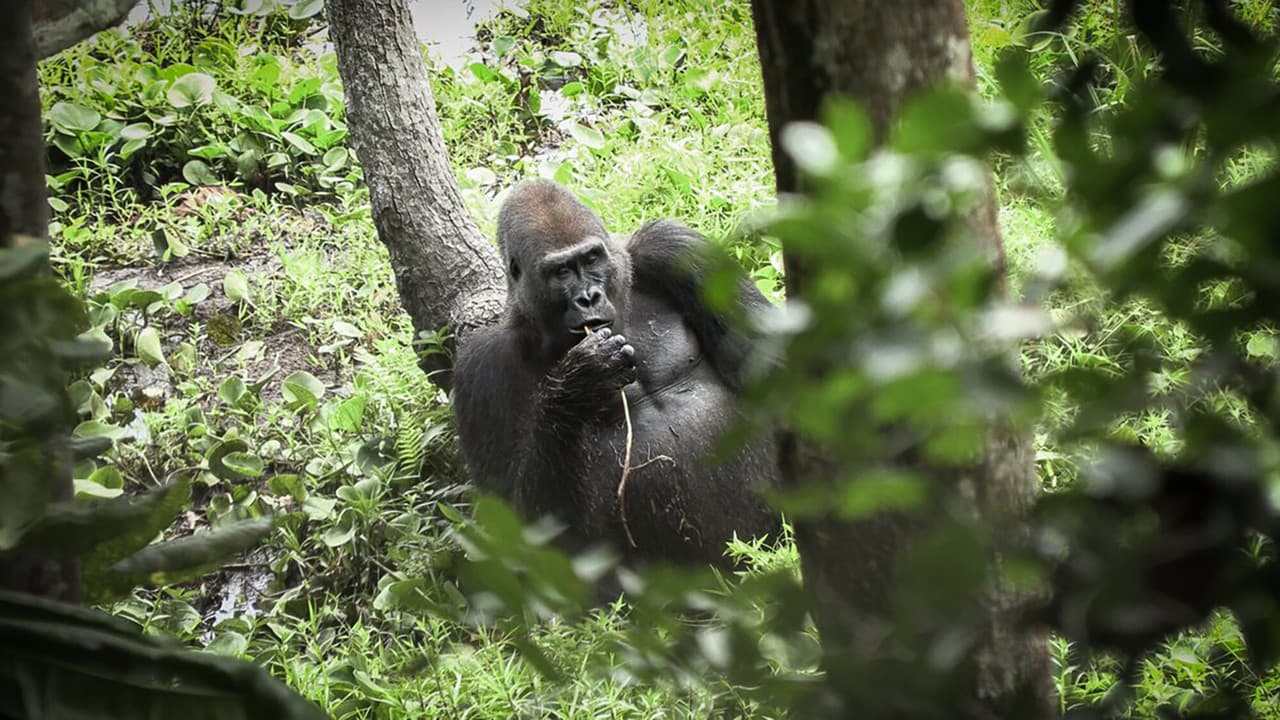 Backdrop – Idjanga, la forêt aux gorilles