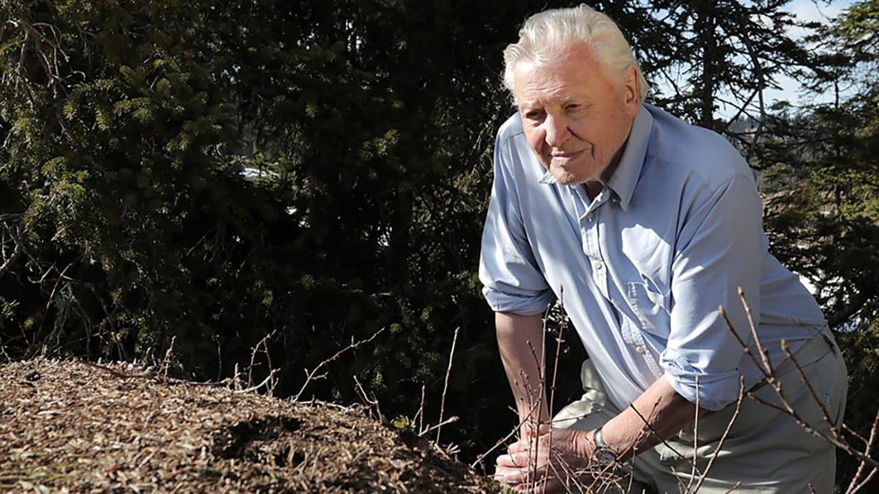Backdrop – Attenborough and the Empire of the Ants
