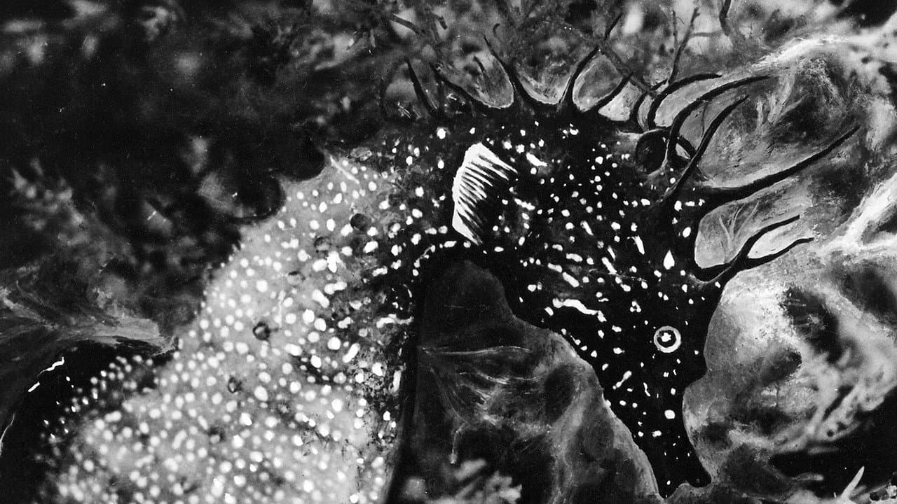 Backdrop – L'Hippocampe, ou 'Cheval marin'