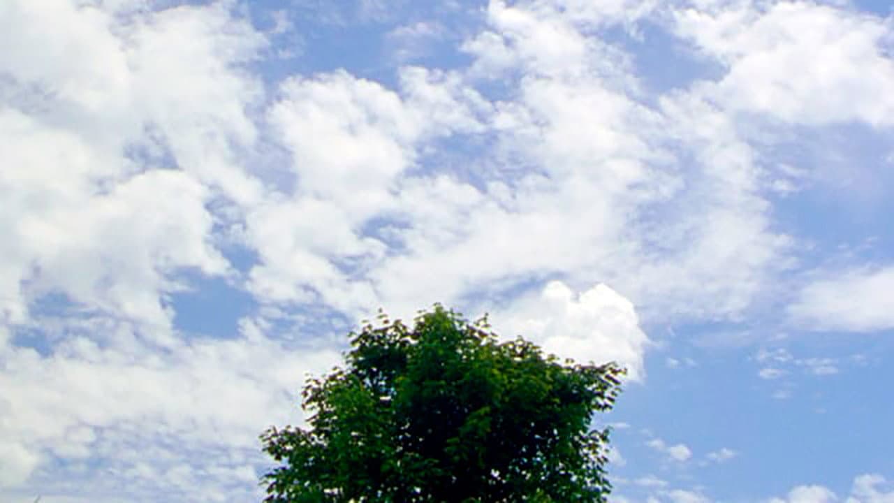 Backdrop – Tree
