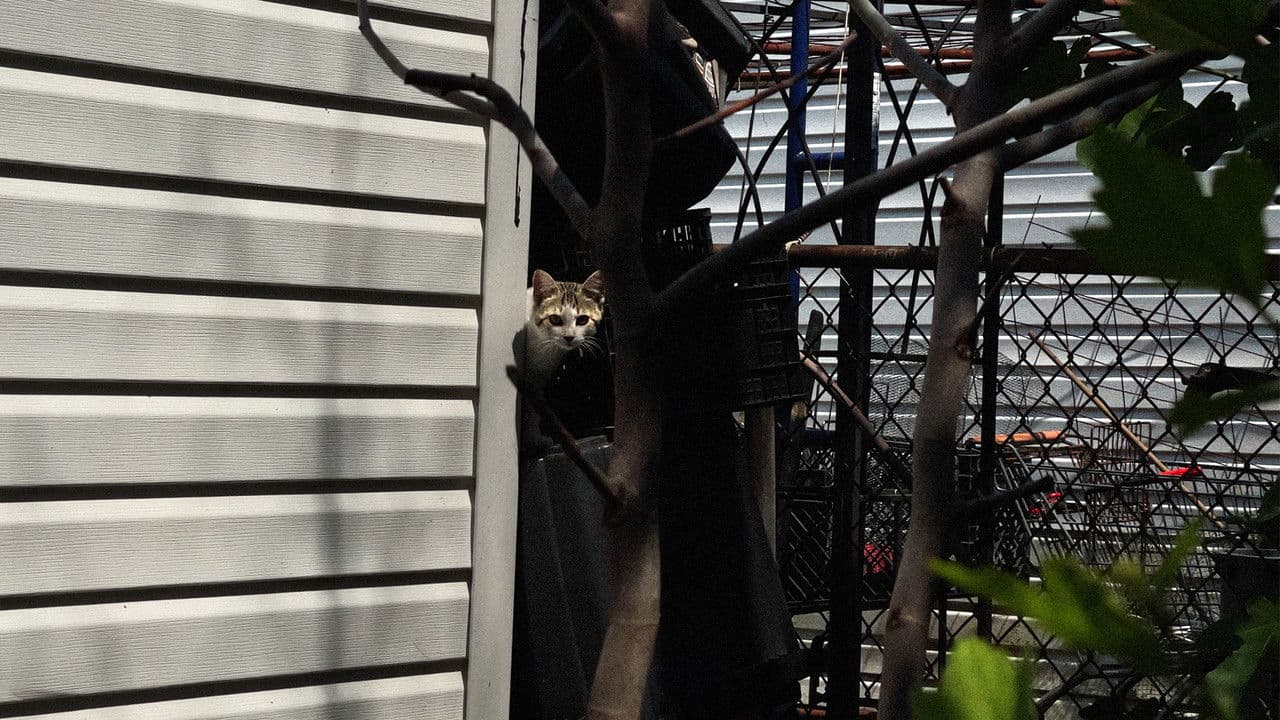 Backdrop – New York Cat Crisis