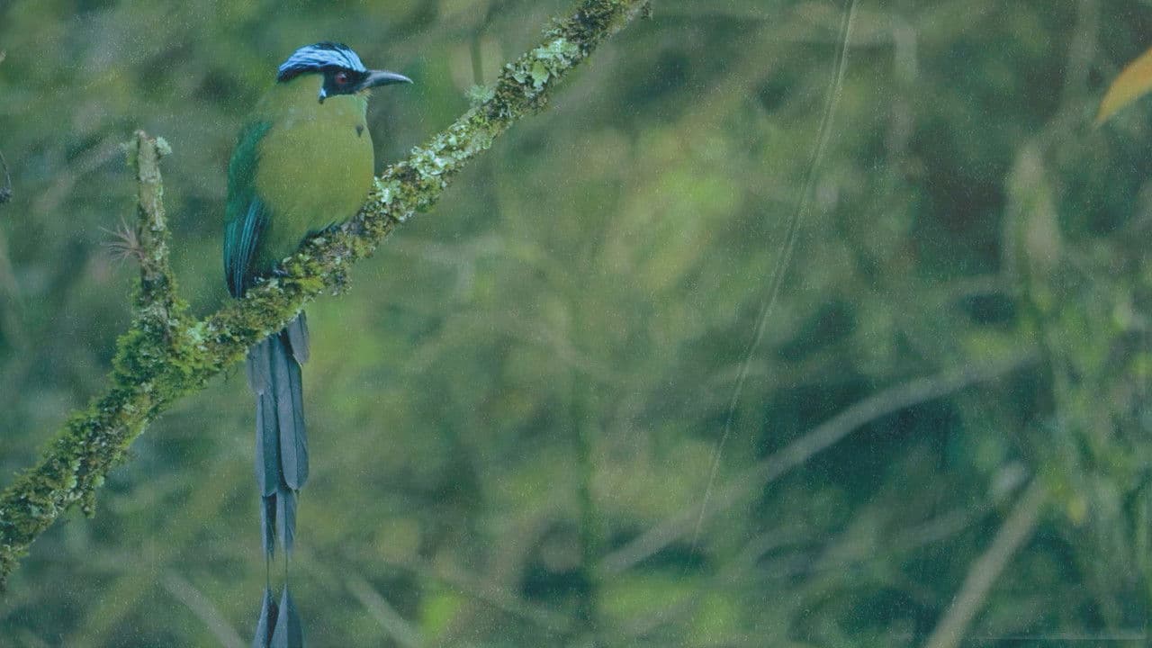 Backdrop – Disfonías