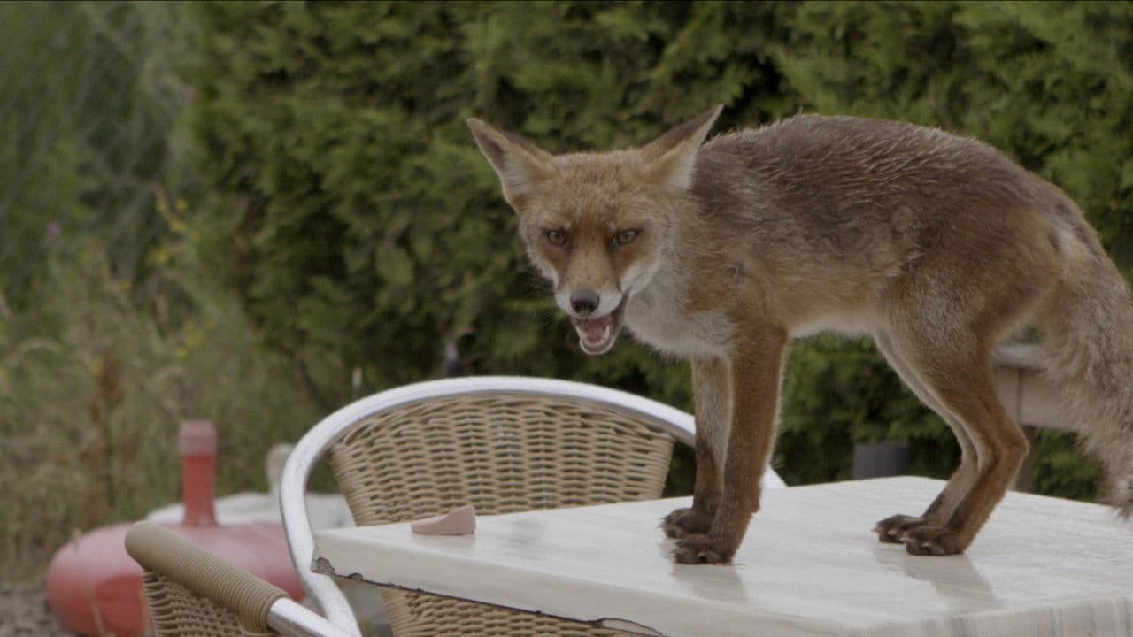 Backdrop – Amsterdam: Streifzug auf Katzenpfoten