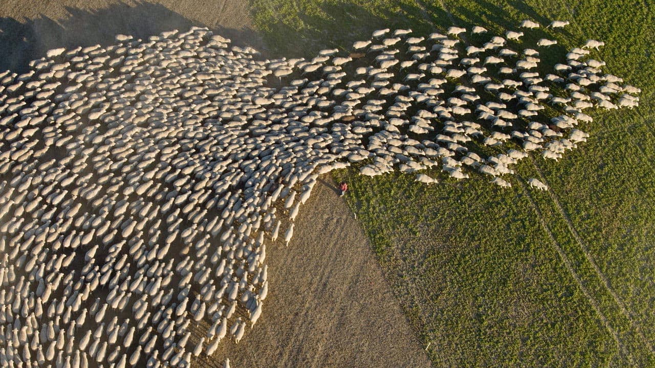 Backdrop – Wild & Wool