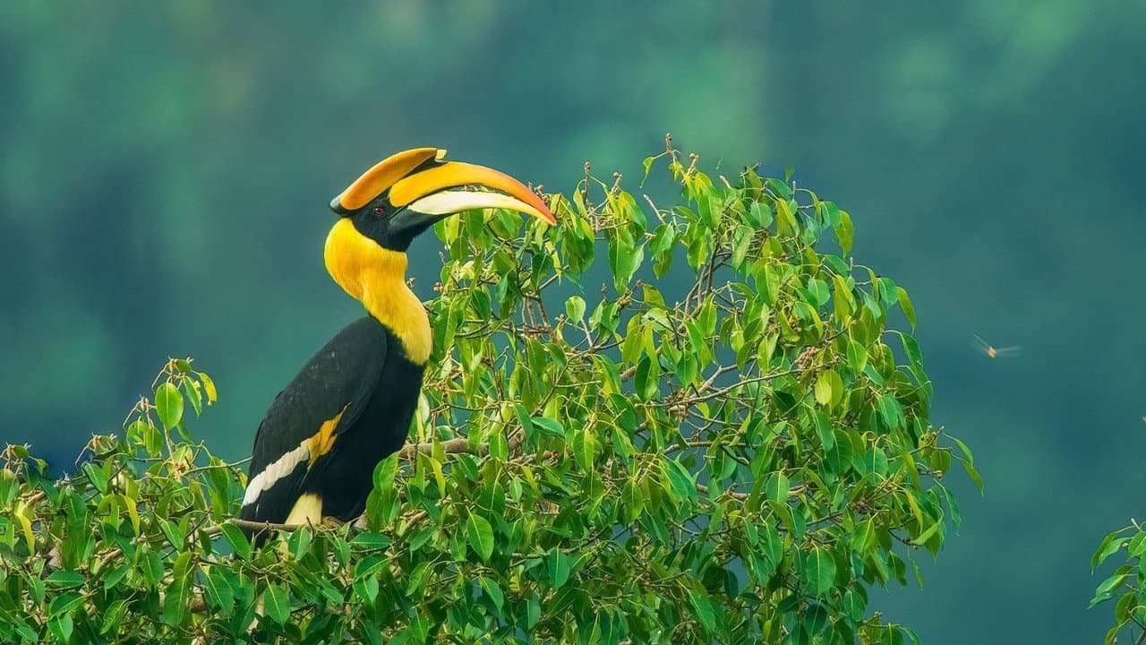 Backdrop – Nilgiris - A Shared Wilderness