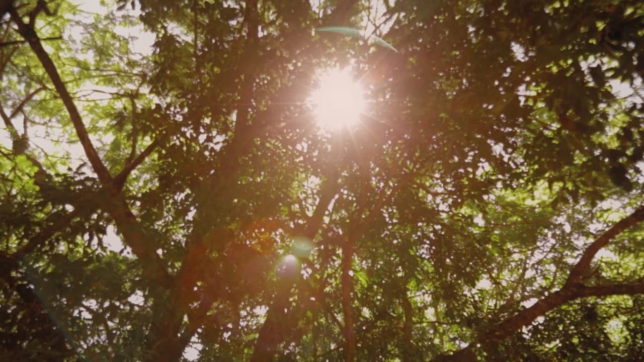 Backdrop – Criadores de Saci