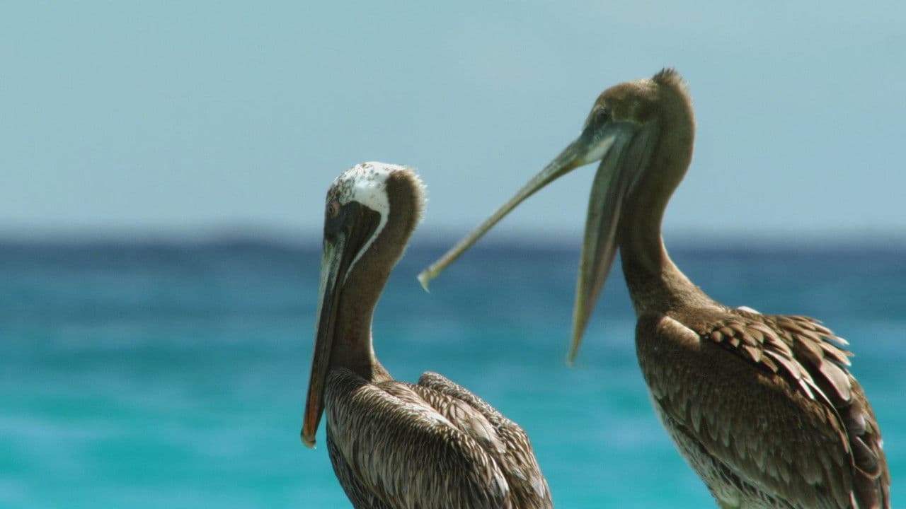 Backdrop – Kuba - Im Rhythmus der Natur