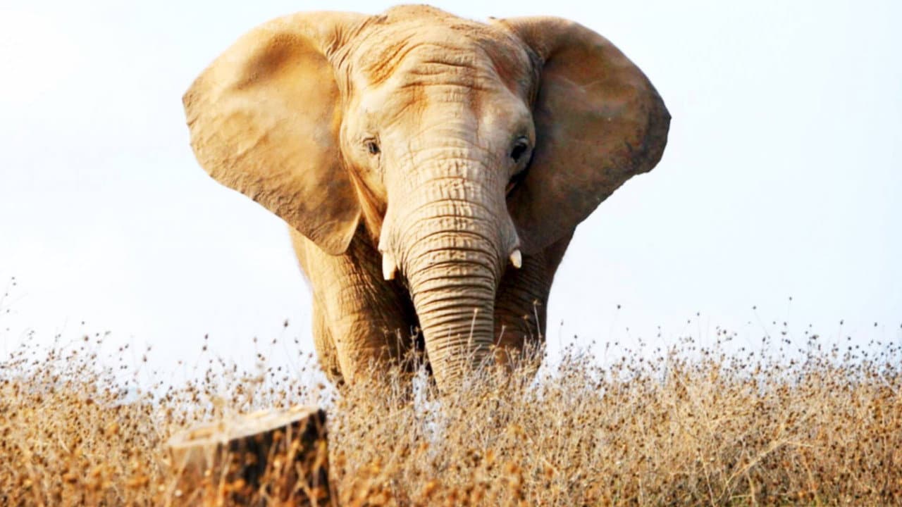Backdrop – An Apology to Elephants