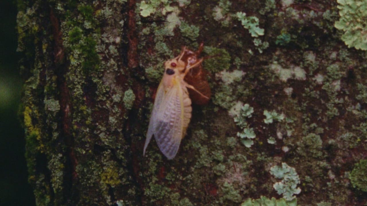 Backdrop – Chants de l’Est