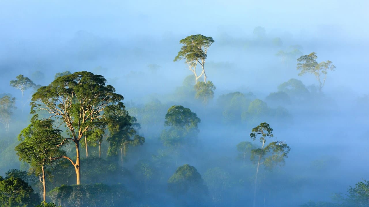 Backdrop – The View From on High