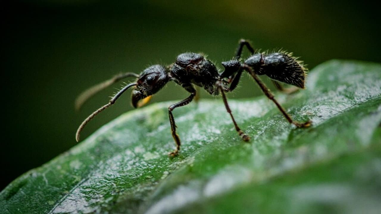 Backdrop – Fabulous Insects - Ants