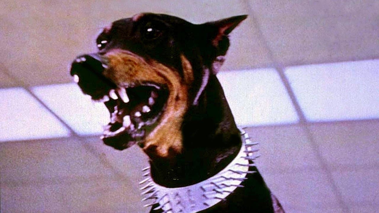 Backdrop – Dobermann Gang