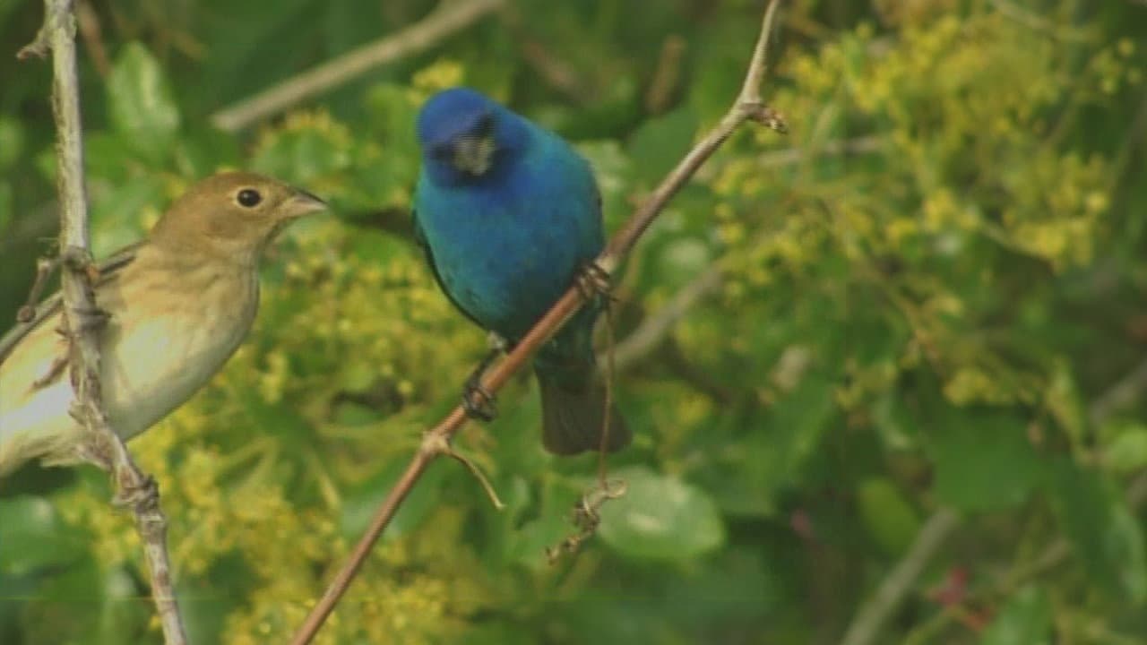 Backdrop – Birdsong and Coffee: A Wake-Up Call