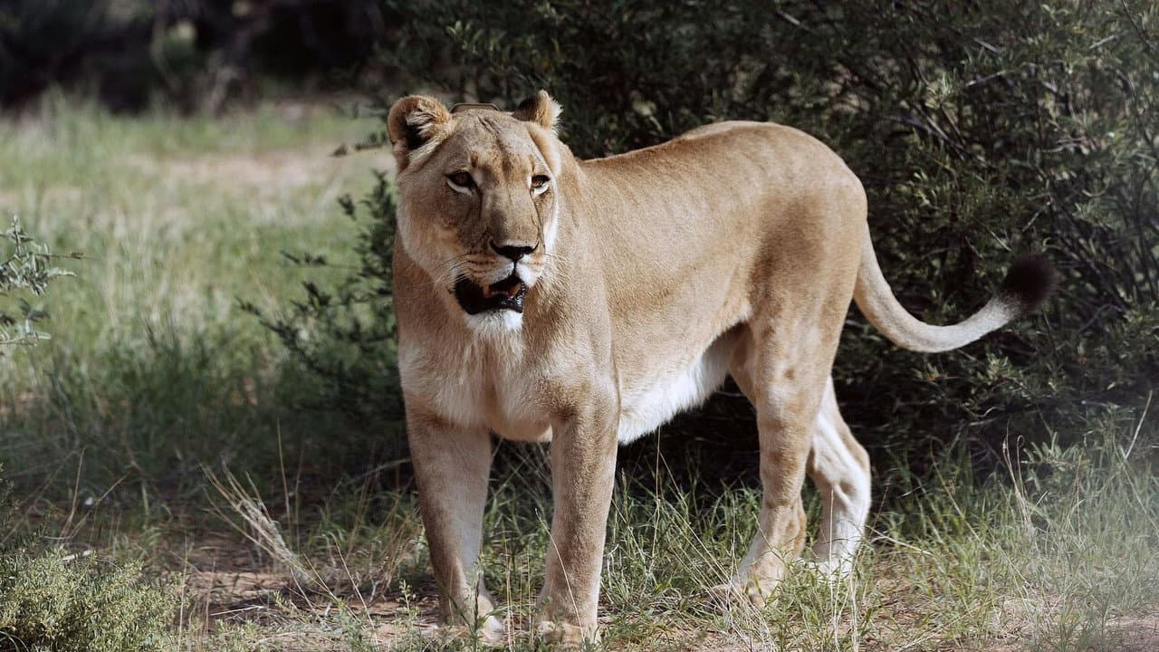Backdrop – Botswana, Leben mit Löwen