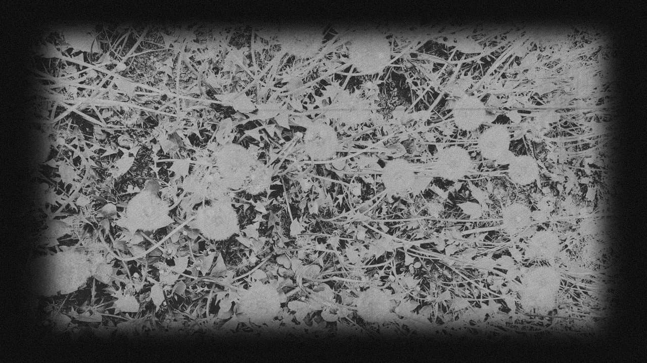 Backdrop – In Bloom | A Ghost Story