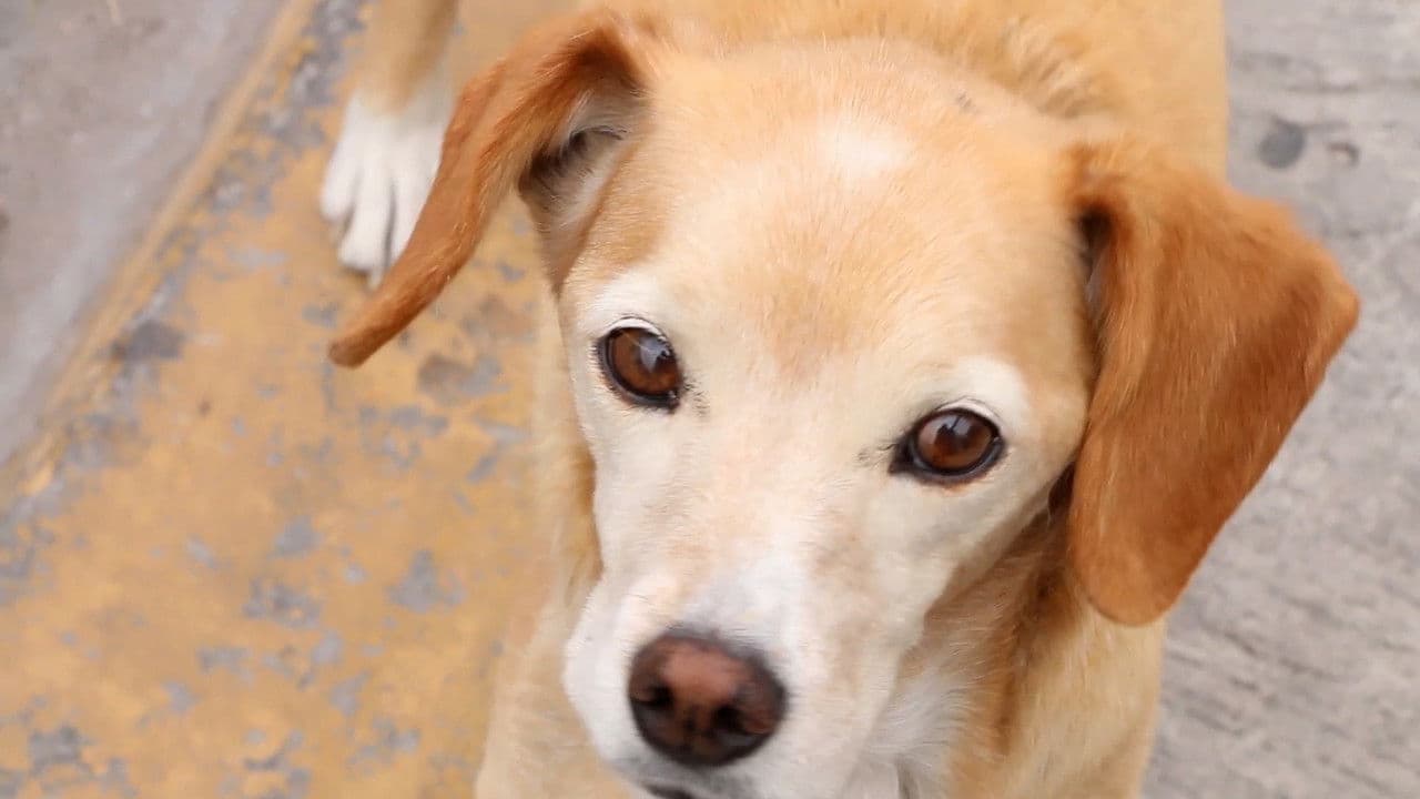 Backdrop – Una pequeña acción