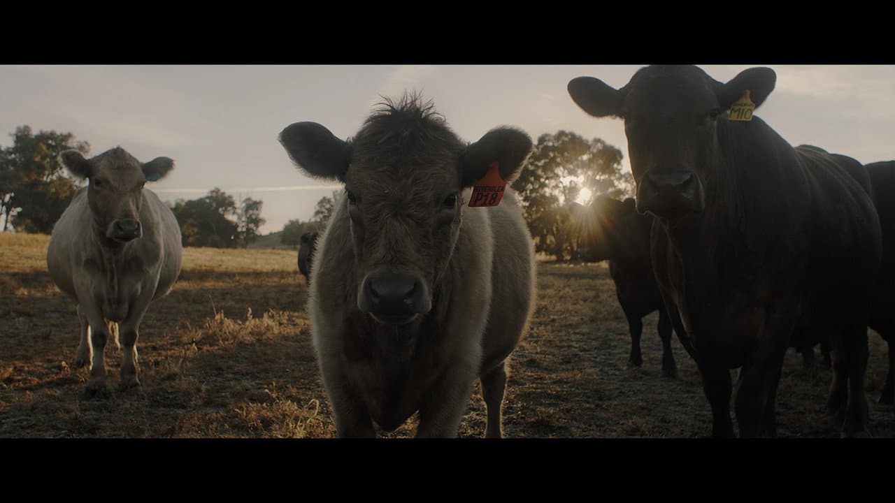 Backdrop – With the Cattle