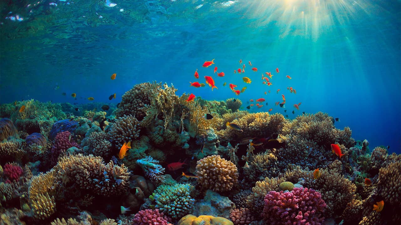 Backdrop – Can We Save the Reef?