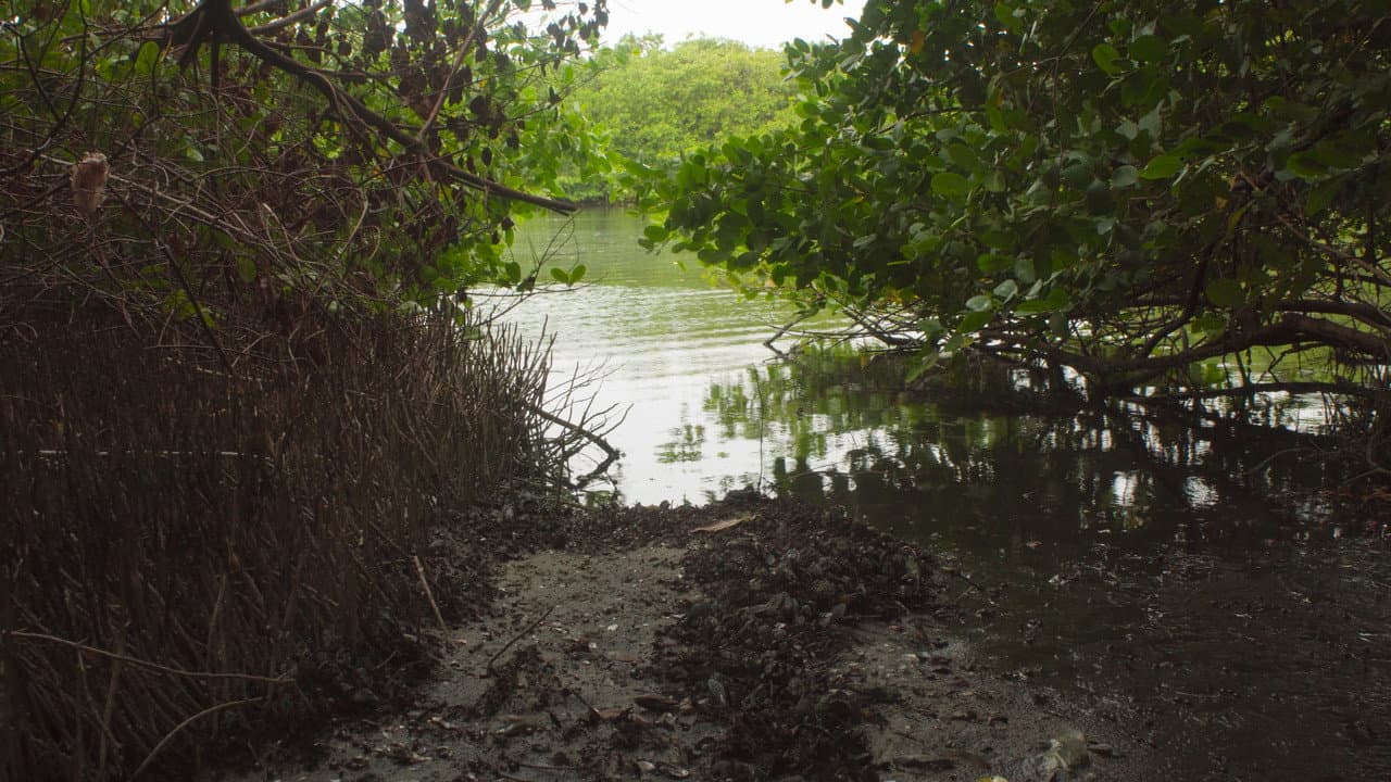Backdrop – Akiechi Weimei, Mágico Manglar