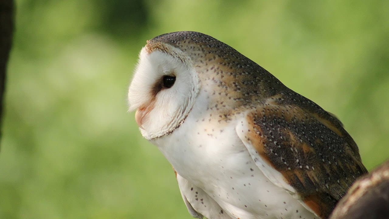 Backdrop – Owl's Odyssey