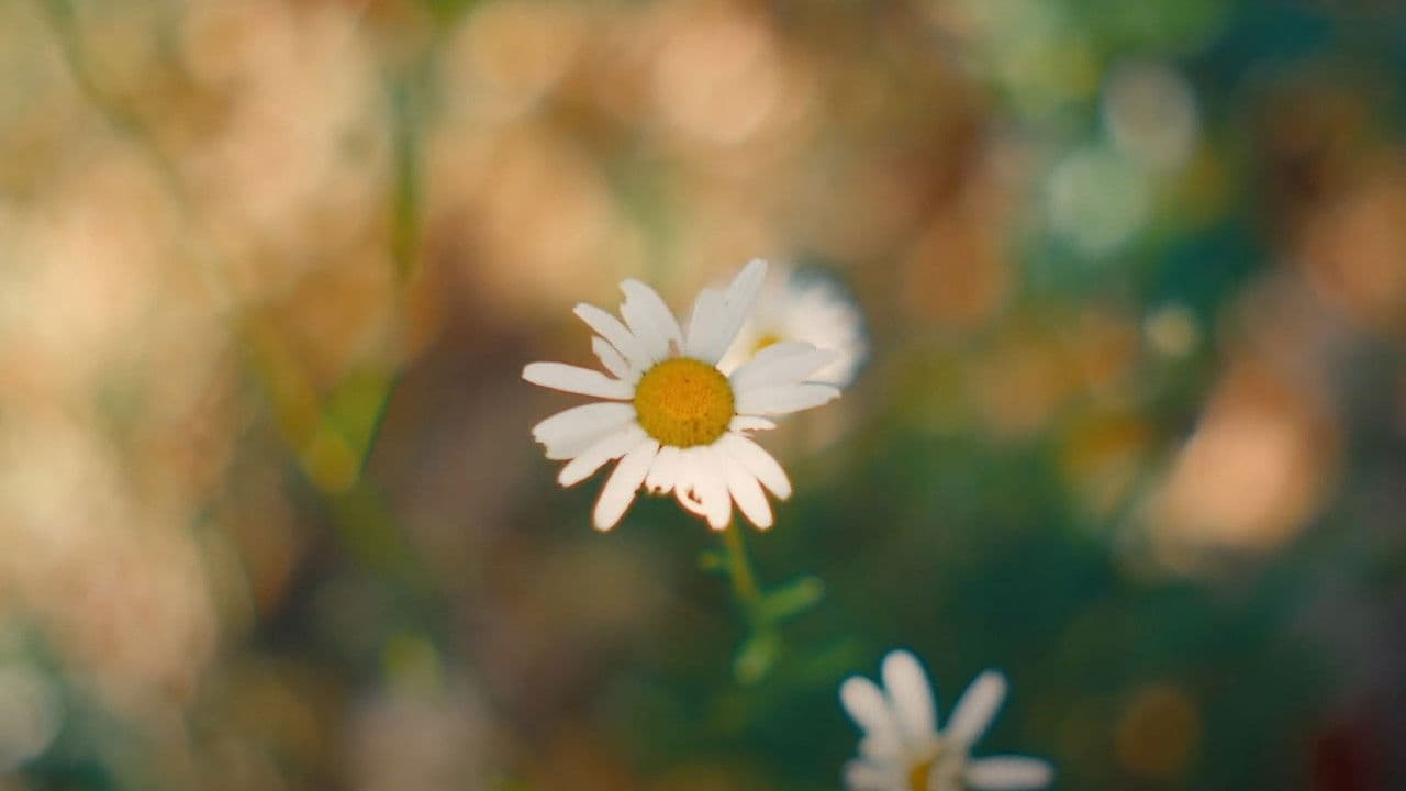 Backdrop – "Maison"