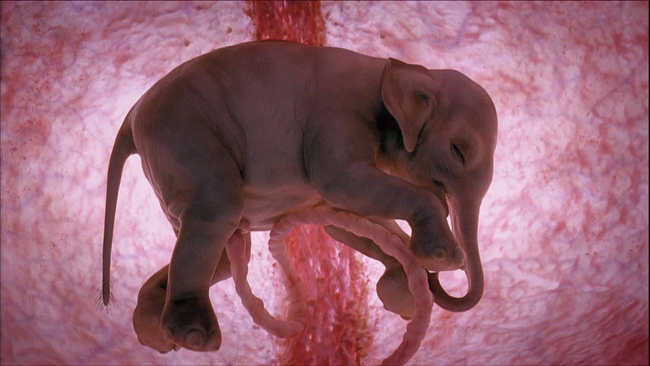 Backdrop – In The Womb: Animals