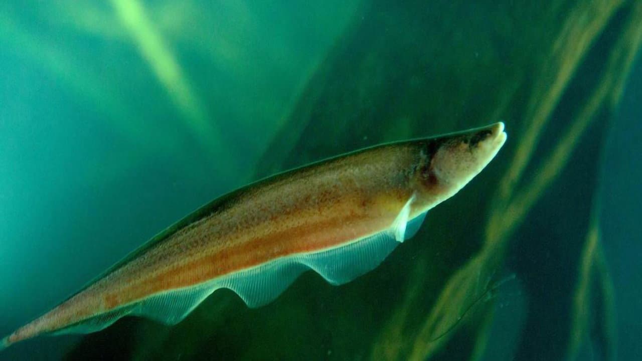 Backdrop – Amazonas - Fische unter Strom