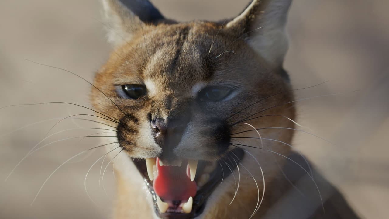Backdrop – Karakal-Katze - Von der Savanne nach Kapstadt