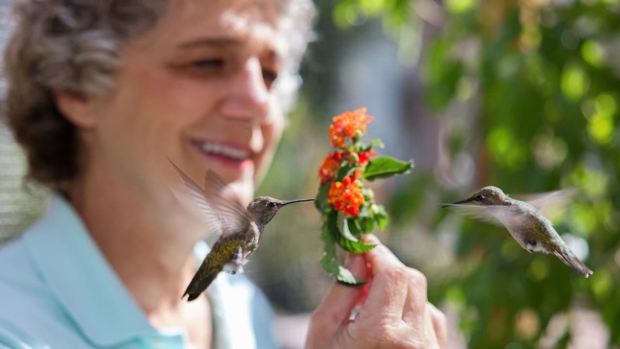 Backdrop – Hummingbirds of Hollywood