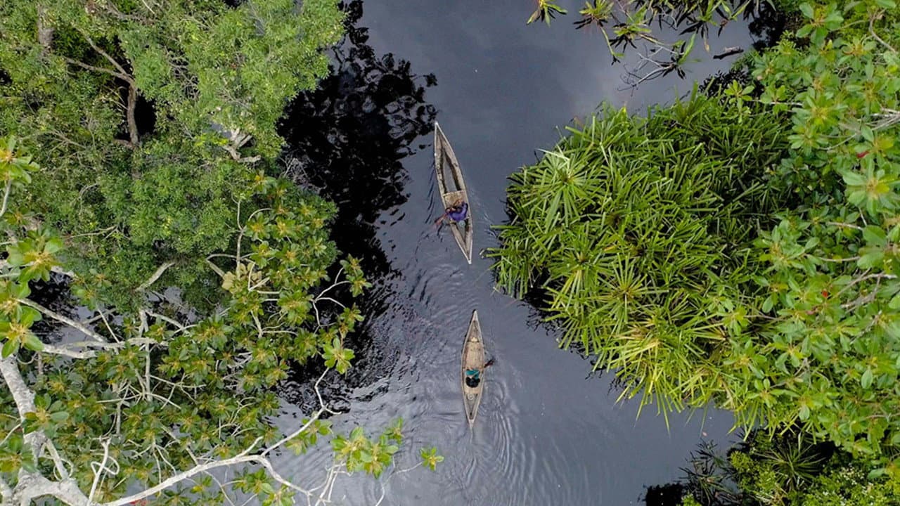 Backdrop – Frontier Sumatra