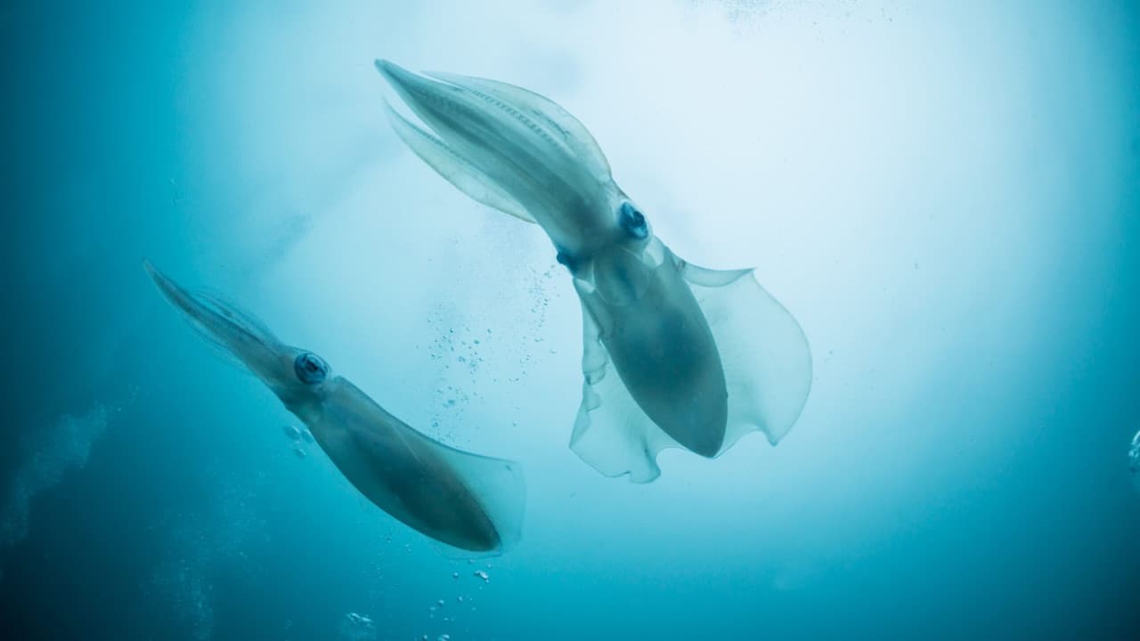 Backdrop – Seantience