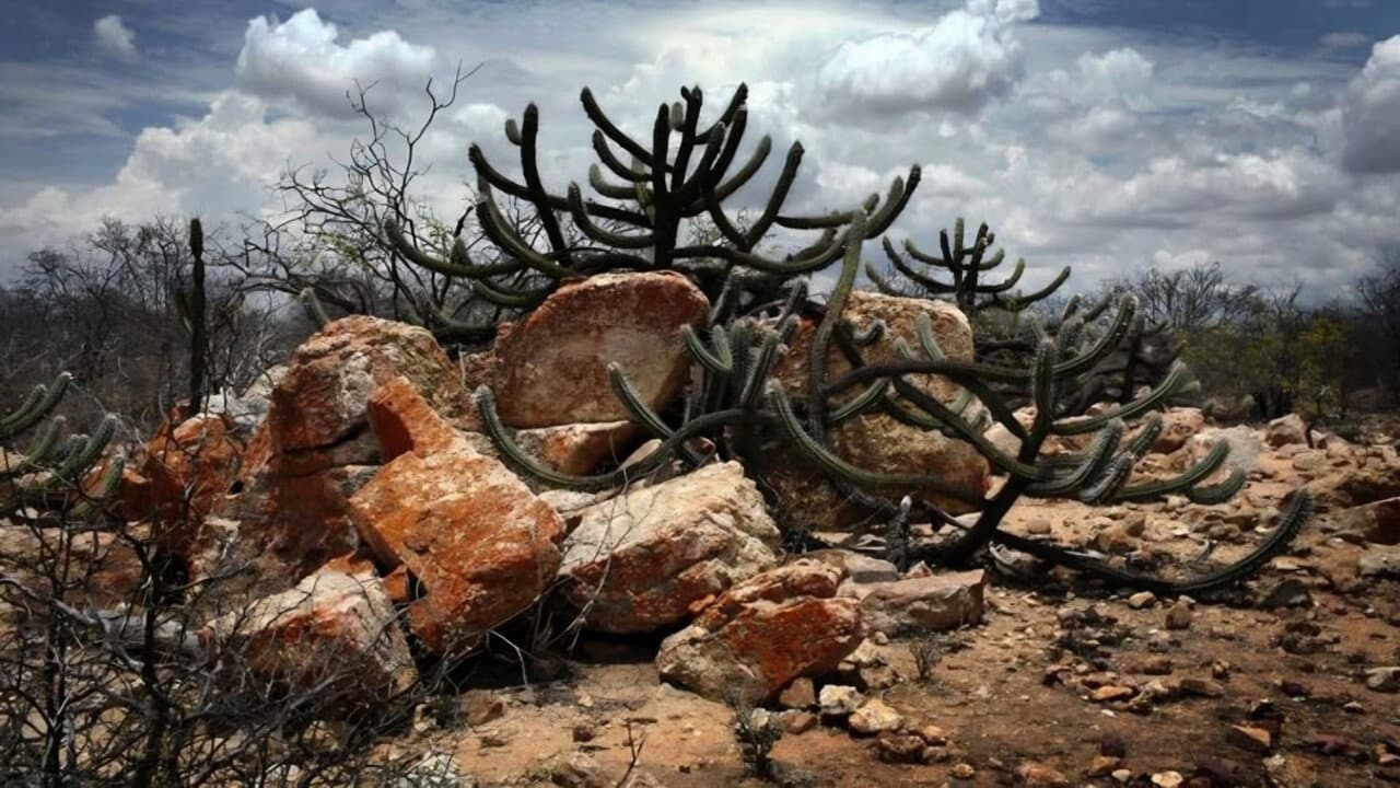 Backdrop – A Cabeça do Santo