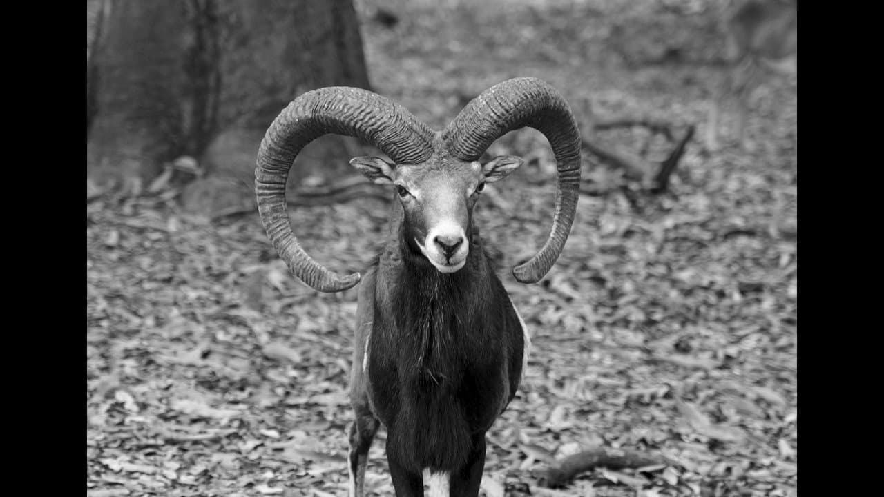 Backdrop – Crónica de una muerte animal