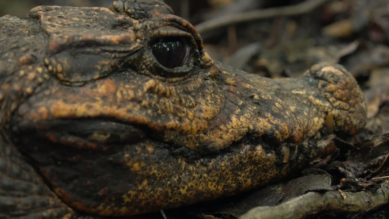 Backdrop – Cave Crocs of Gabon